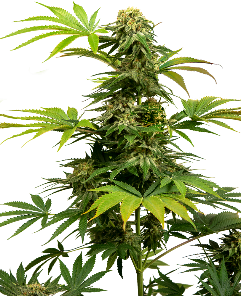 Sensi Seeds Sensi #1318 (Harlequin x Black Domina) Feminisiert
