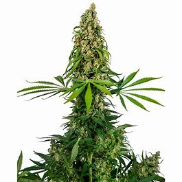 Sensi Seeds Sensi #140 (Chocolope x Hindu Kush), Feminisiert