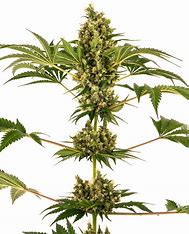 Sensi Seeds Sensi #34 CBD Auto