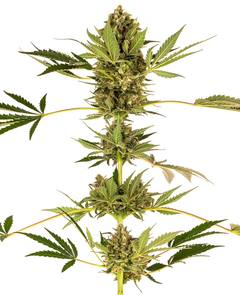 Sensi Seeds Sensi #49 CBD (Kush x Hindu Kush CBD) feminisiert
