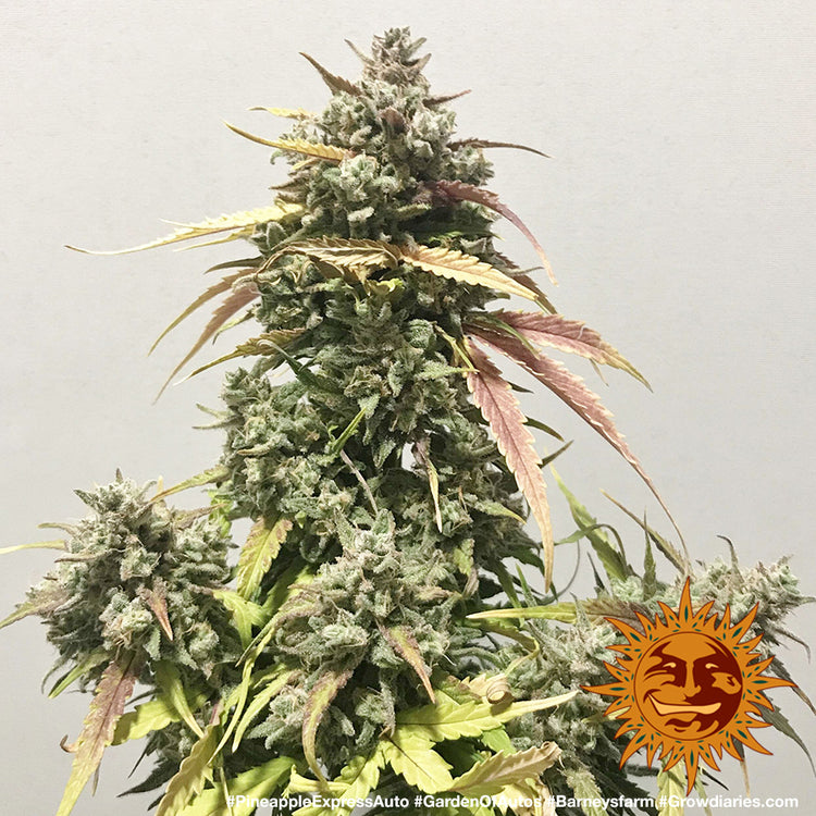 Barney's Farm Pineapple Express Auto