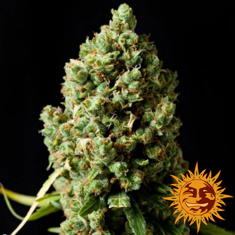 Barney's Farm Pineapple Express Auto
