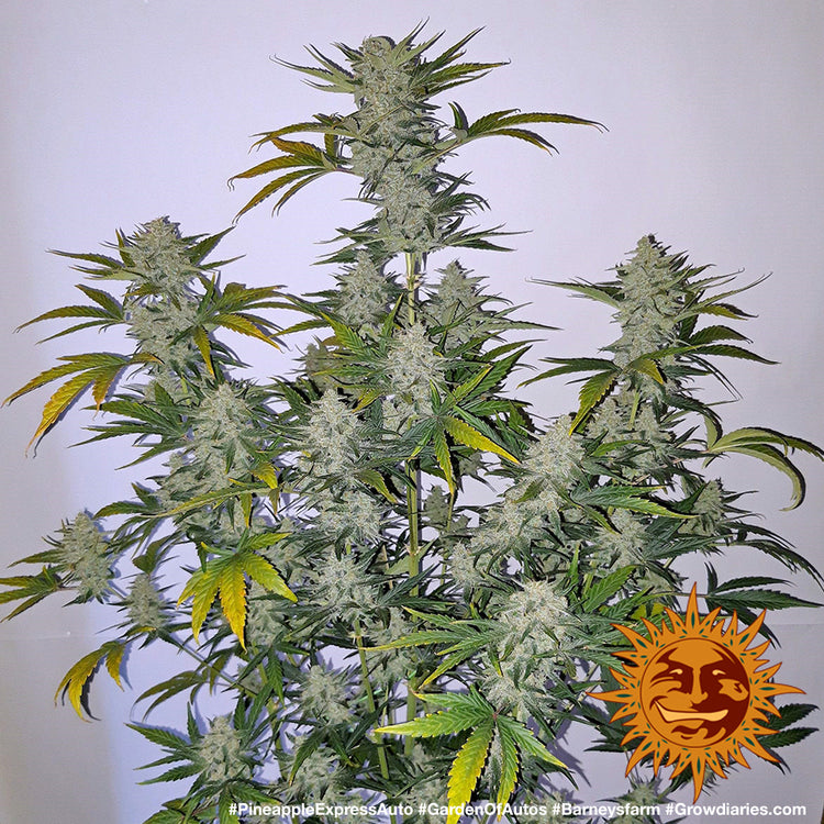 Barney's Farm Pineapple Express Auto
