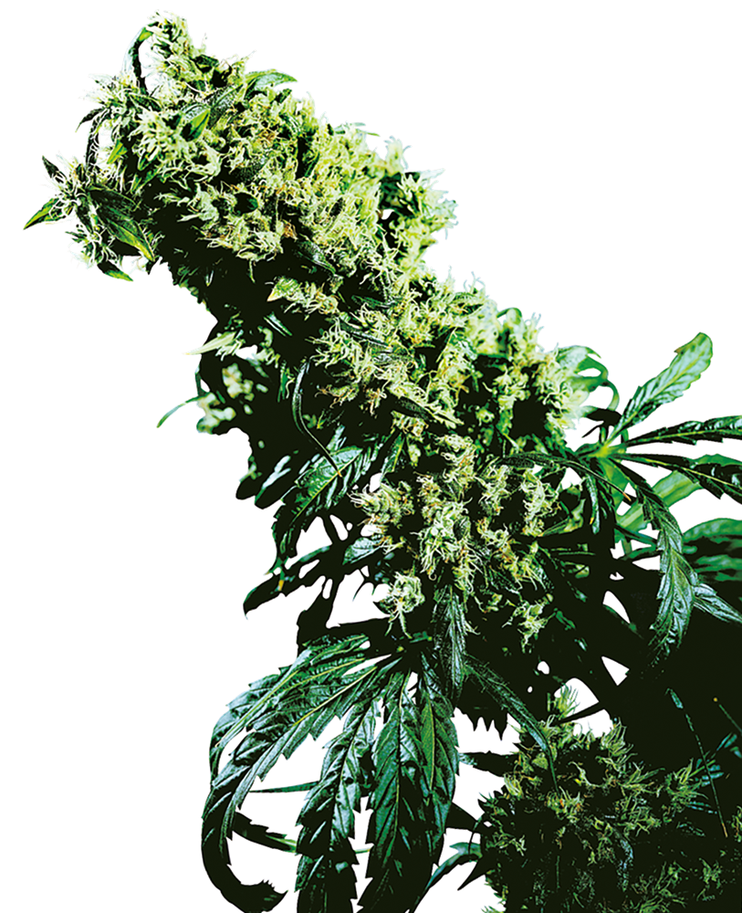 Sensi Seeds Northern Light #5 x Haze feminisiert