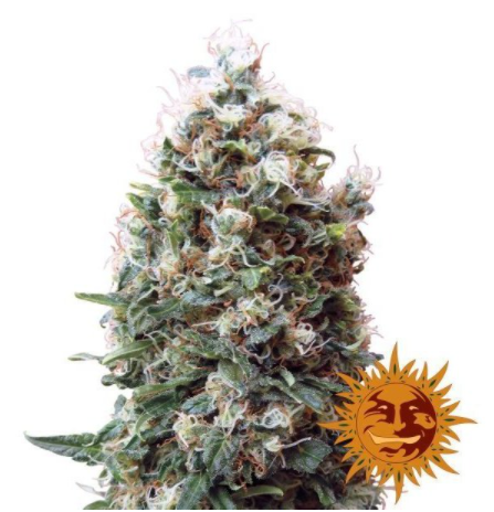 Barney's Farm Phatt Fruity Feminisiert