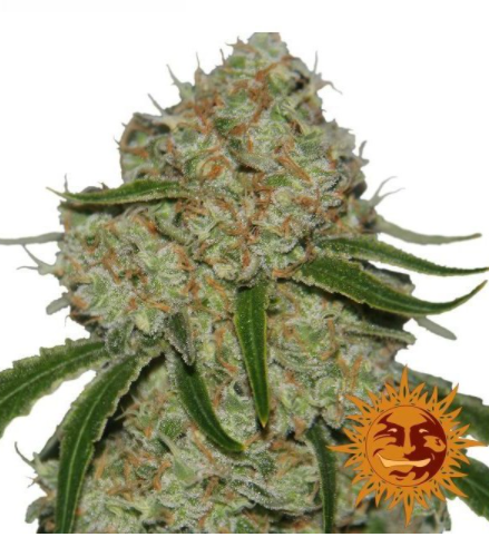 Barney's Farm Phantom OG Feminisiert