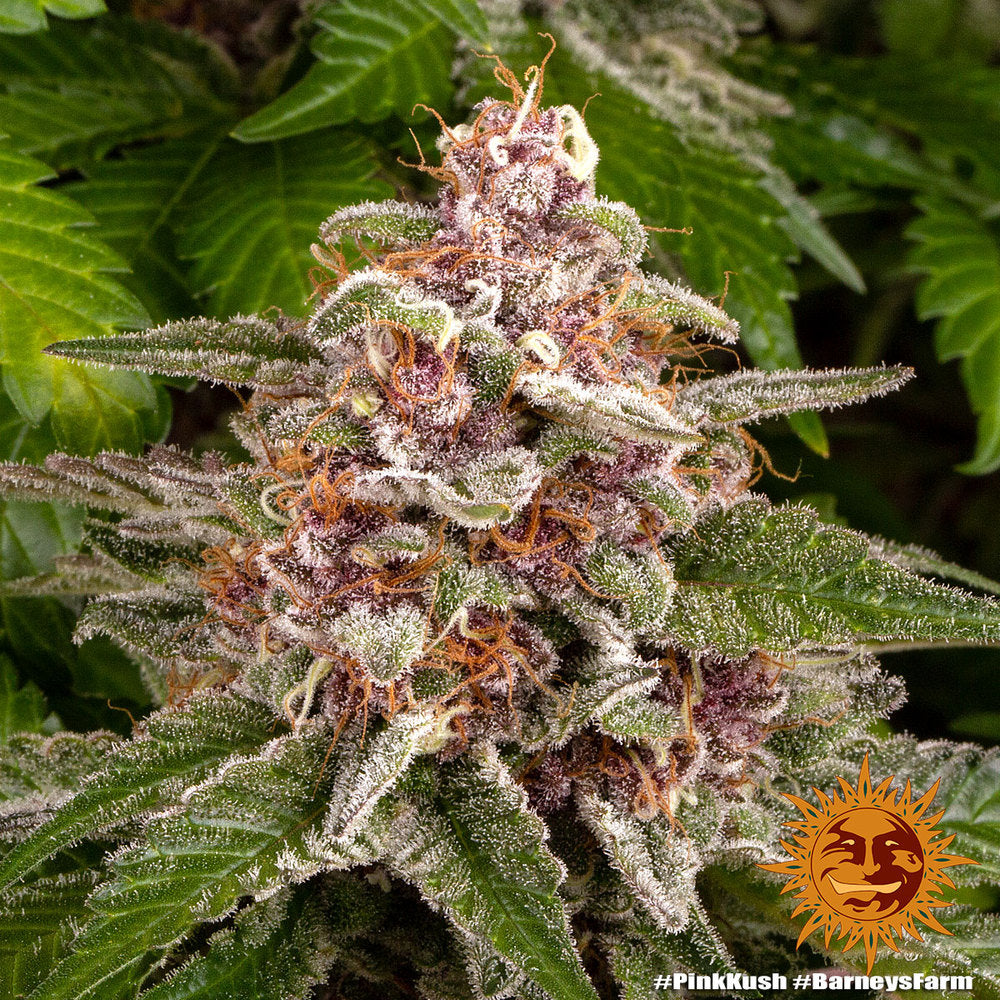 Barney's Farm Pink Kush feminisiert