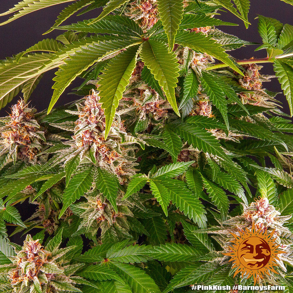 Barney's Farm Pink Kush feminisiert