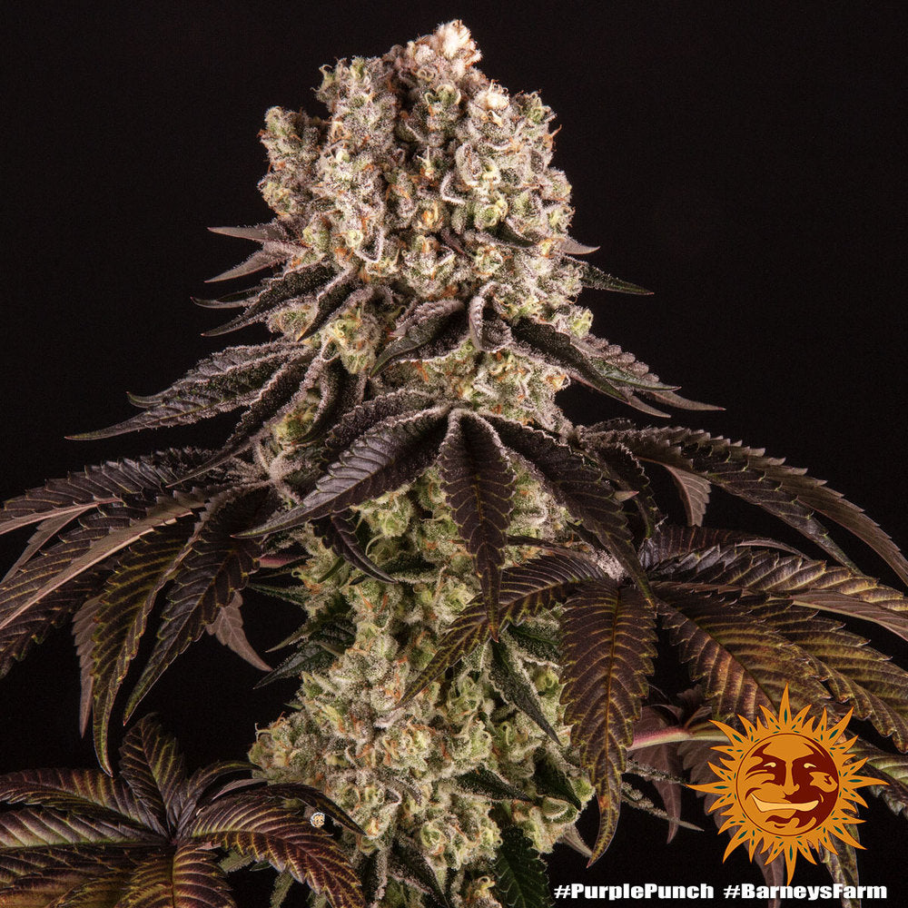 Barney's Farm Purple Punch Feminisiert