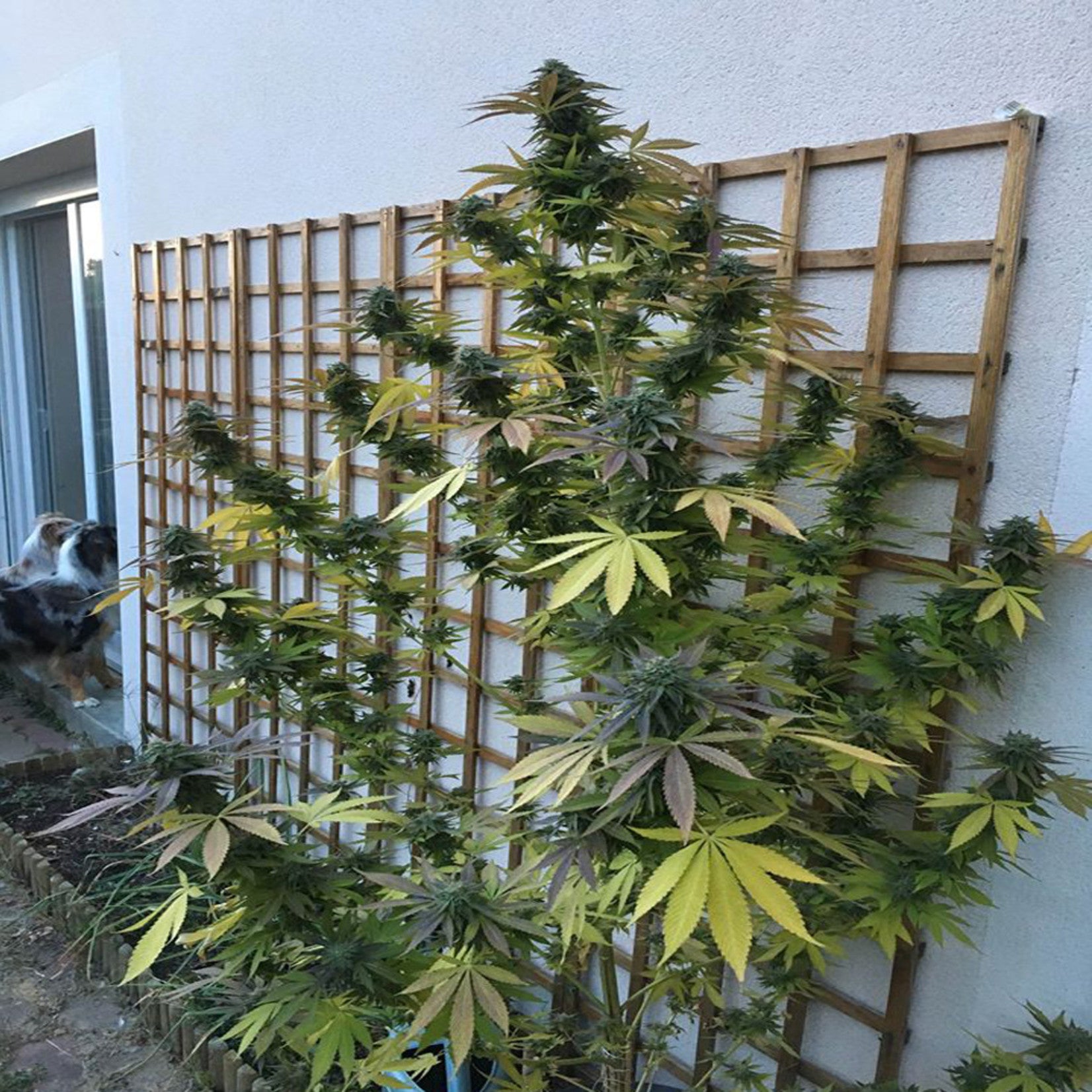 Sumo Seeds Appleberry feminisiert