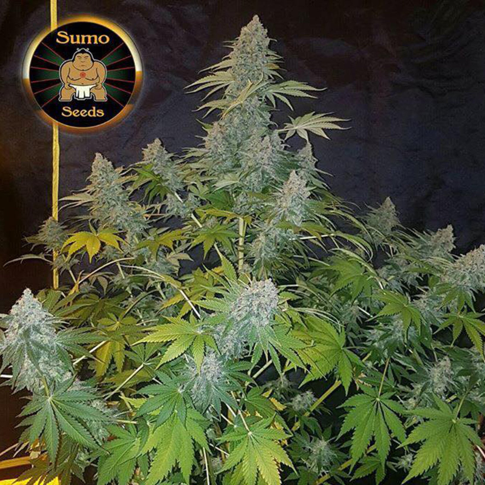 Sumo Seeds Appleberry feminisiert