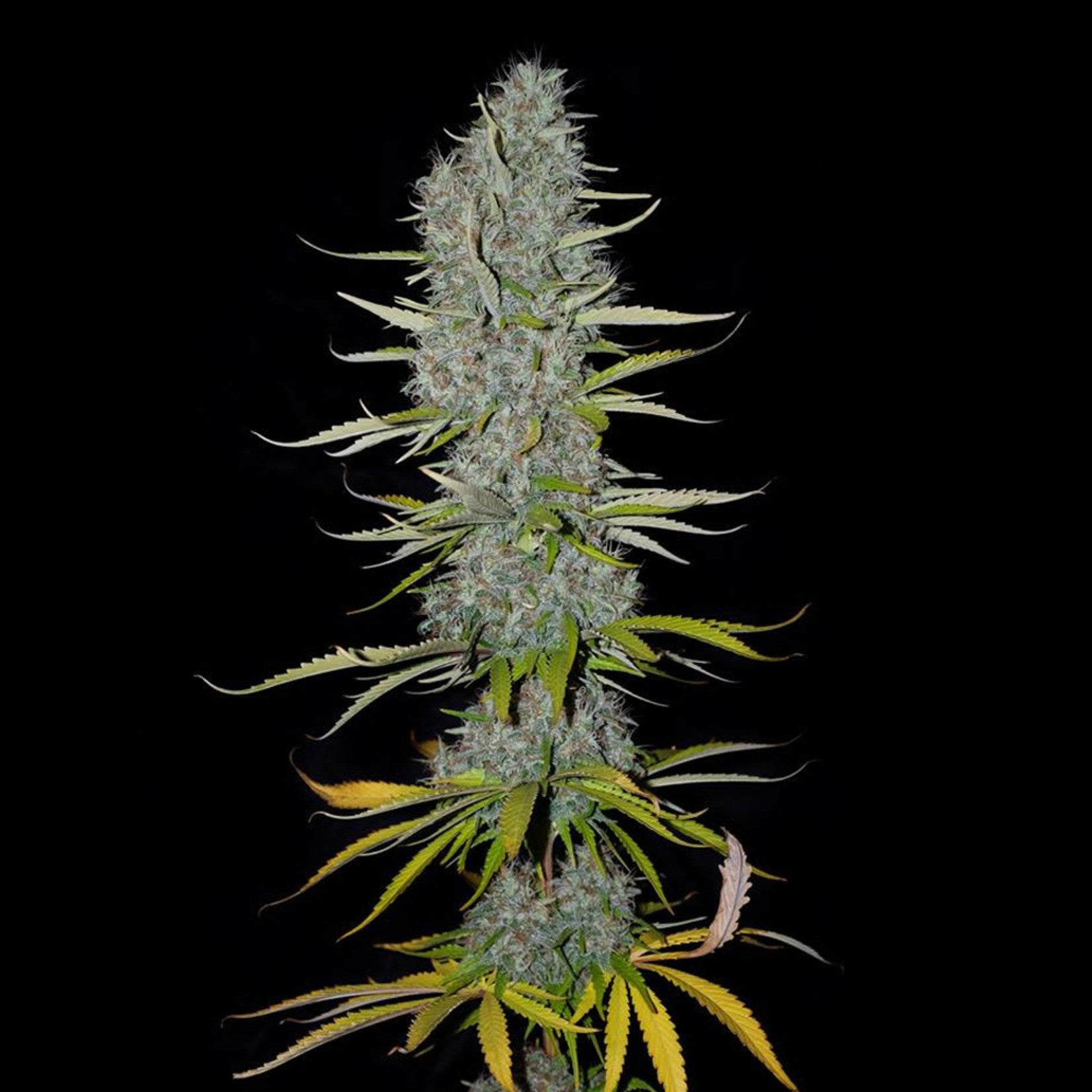Sumo Seeds Appleberry feminisiert
