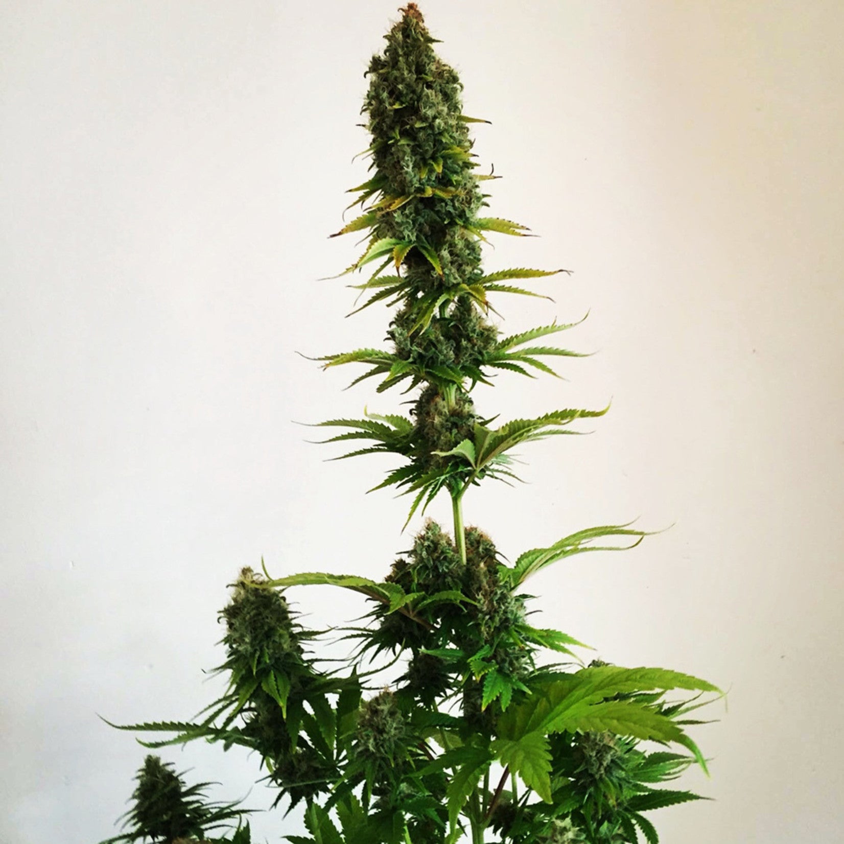 Sumo Seeds Appleberry feminisiert