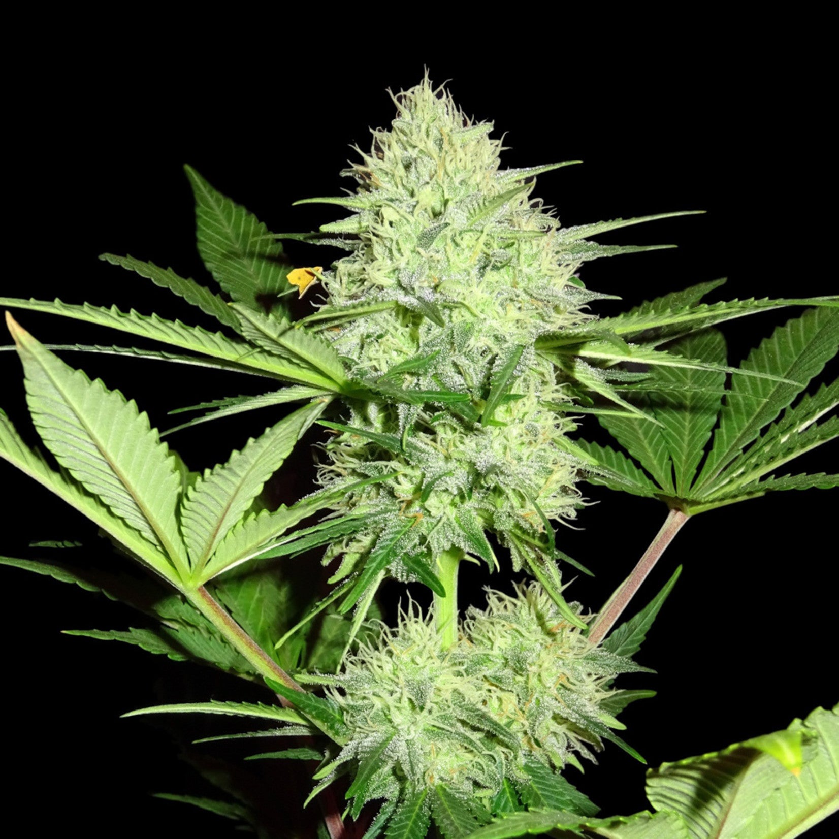 Sumo Seeds Berries & Cheese Feminisiert