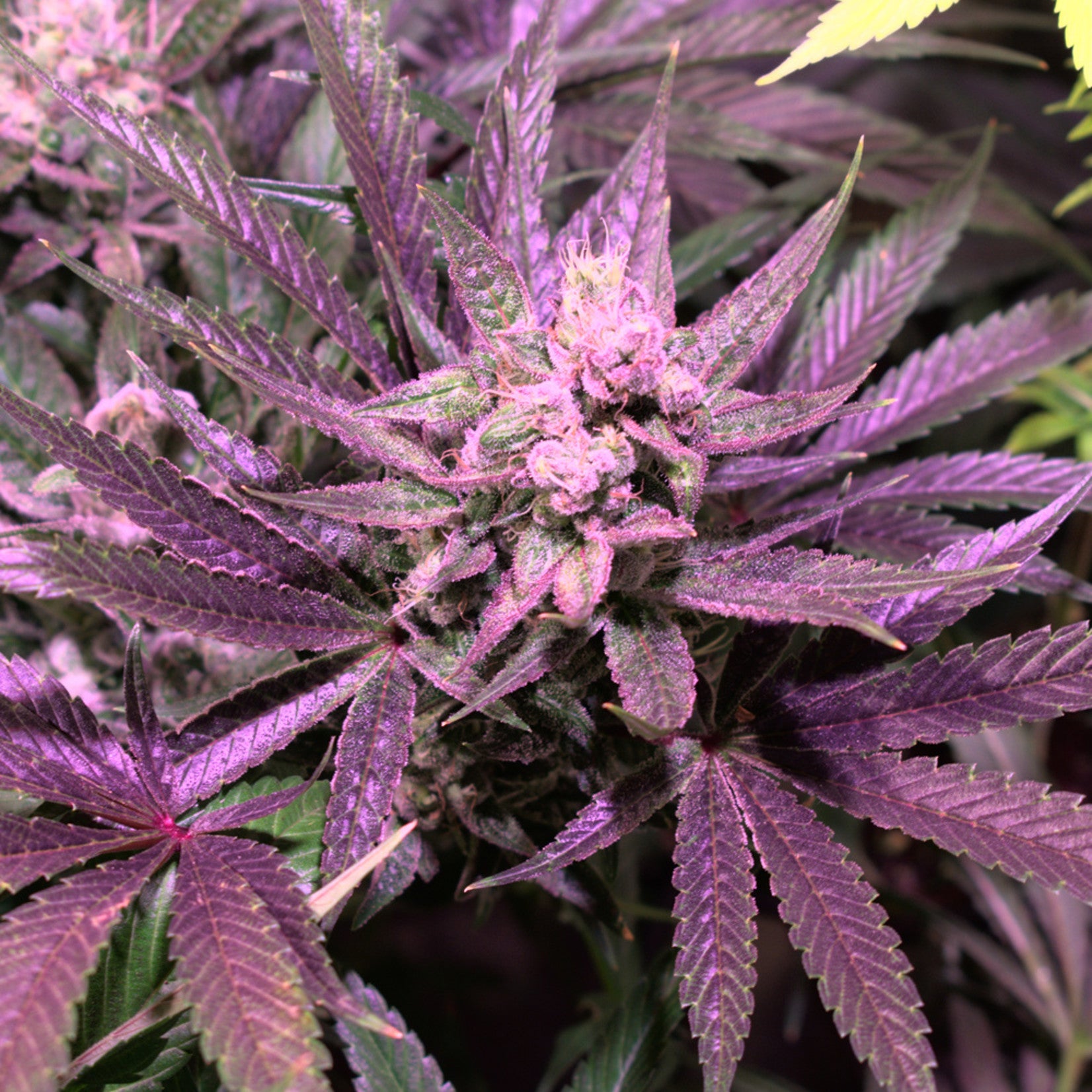 Sumo Seeds Berries & Cheese Feminisiert