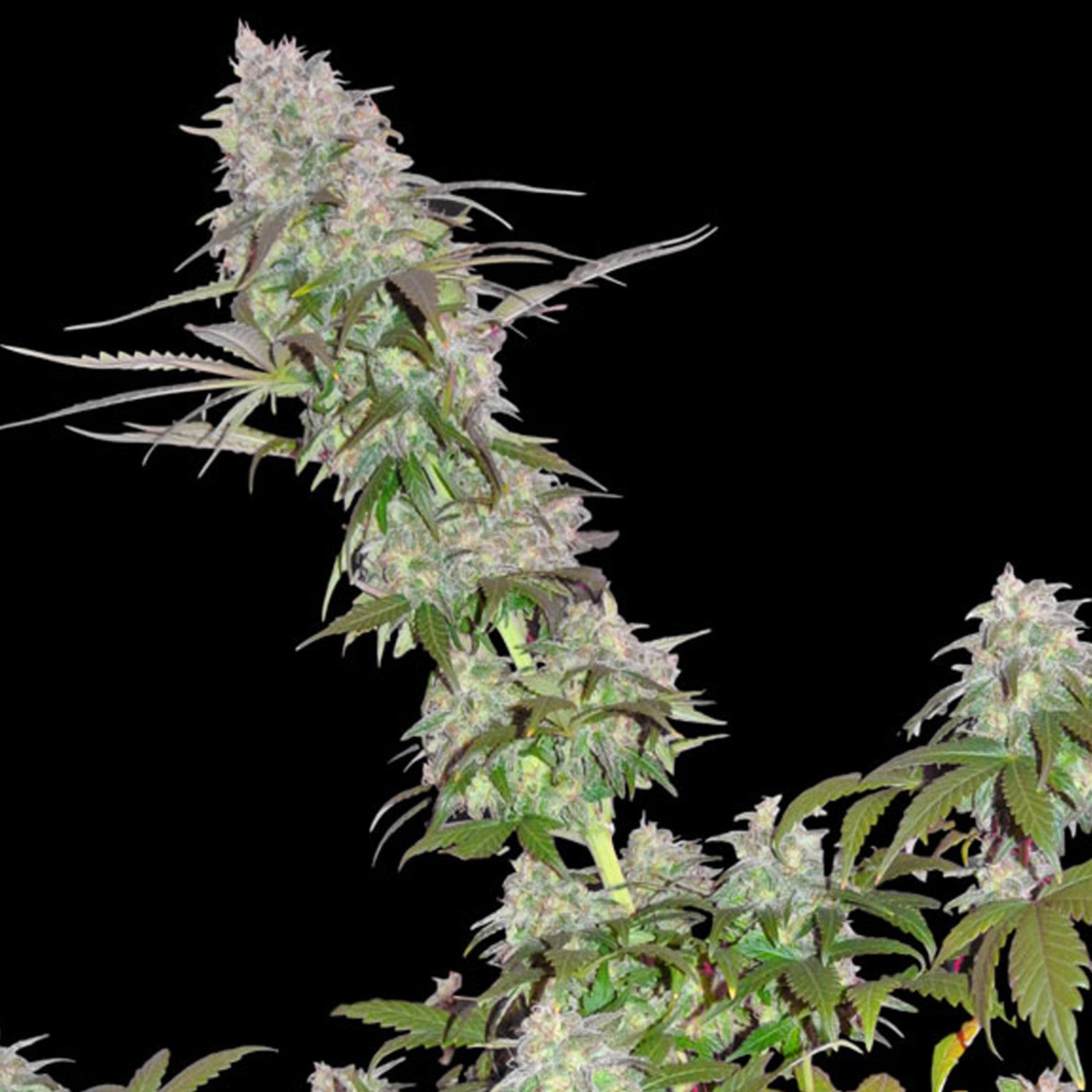 Sumo Seeds Green Mango feminisiert