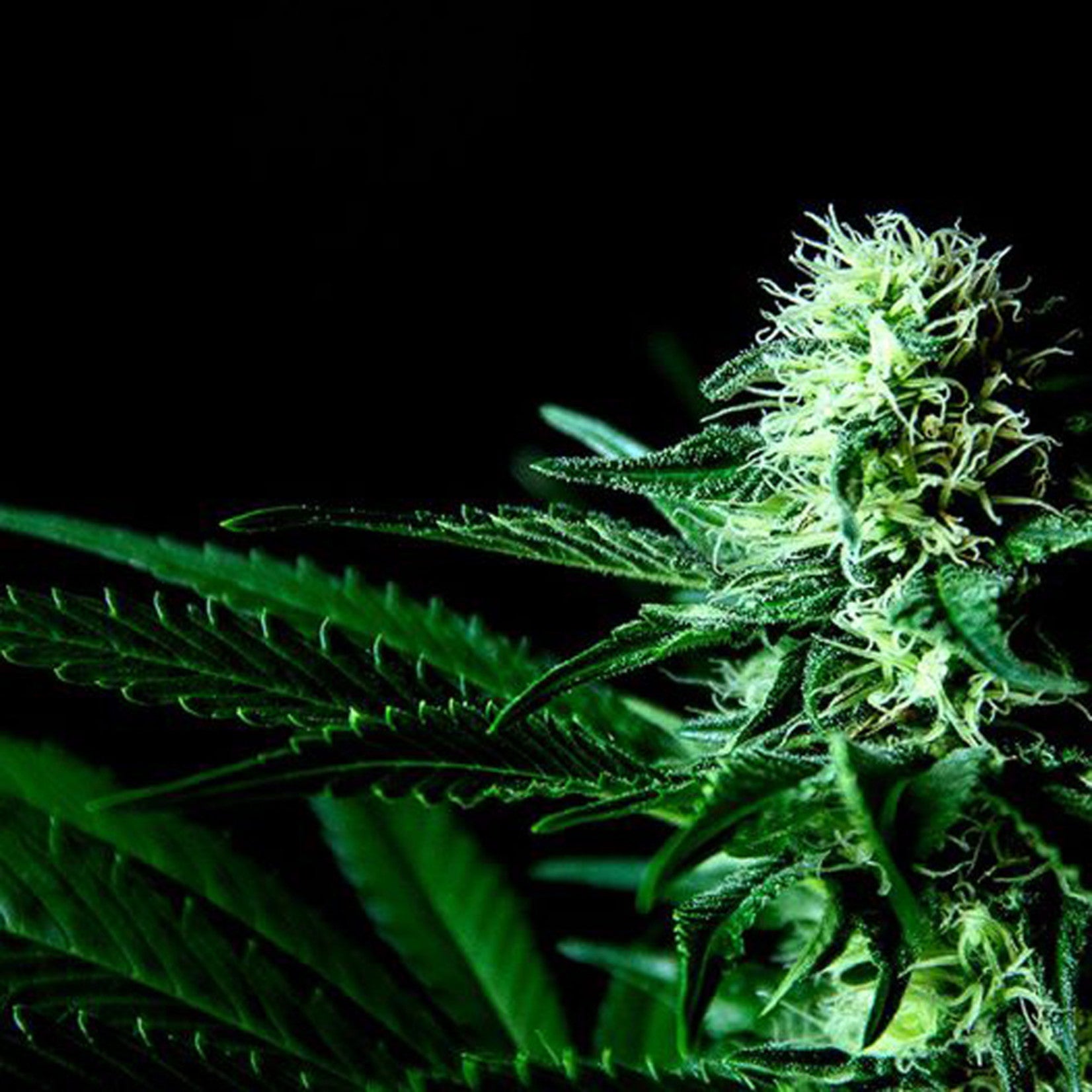 Sumo Seeds Sweet Harlem Diesel Regular