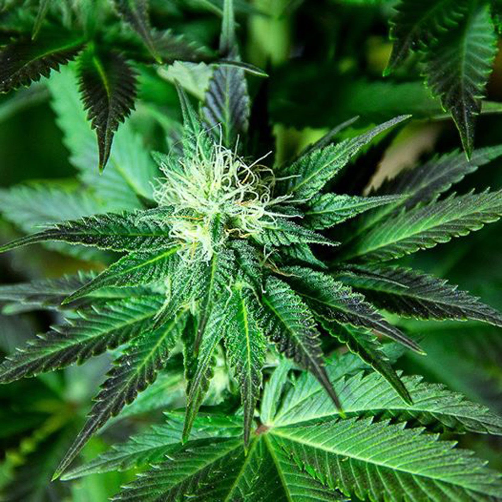 Sumo Seeds White Widow Original Regular
