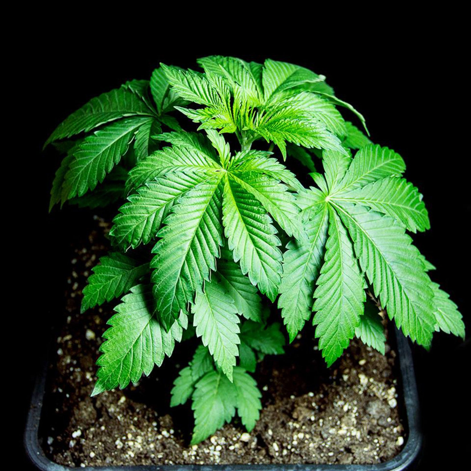 Sumo Seeds White Widow Original Regular
