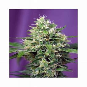 Sweet Seeds Auto Blow Mind Feminisierte Autoflower