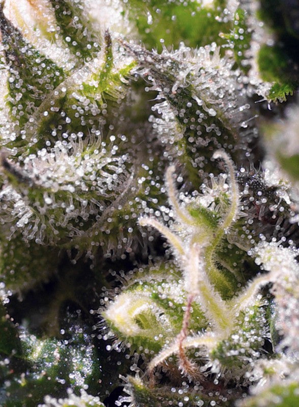 Sweet Seeds Auto Cream Caramel Feminisiert Autoflower