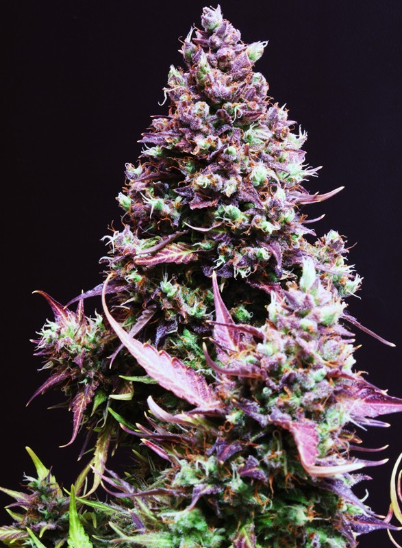 Sweet Seeds Auto Cream Caramel Feminisiert Autoflower