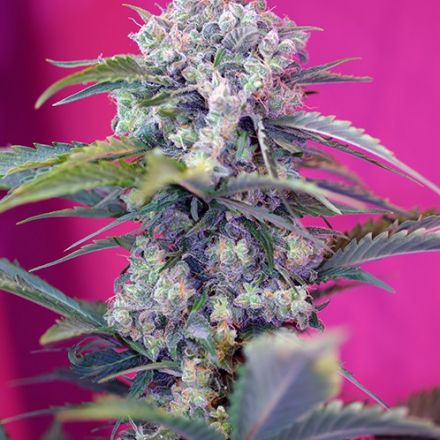 Sweet Seeds Auto Cream Mandarine Feminisiert Autoflower