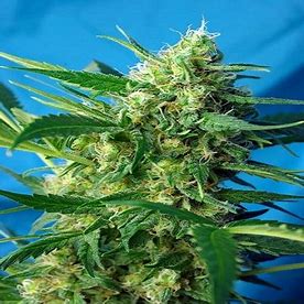 Sweet Seeds Auto Ice Cool Feminisierte Autoflower