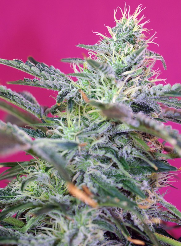 Sweet Seeds Auto Sweet Cheese Feminisierte Autoflower