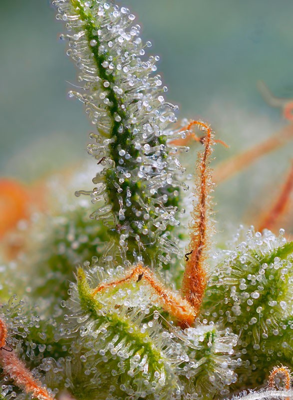 Sweet Seeds Auto Crystal Candy Feminisierte Autoflower