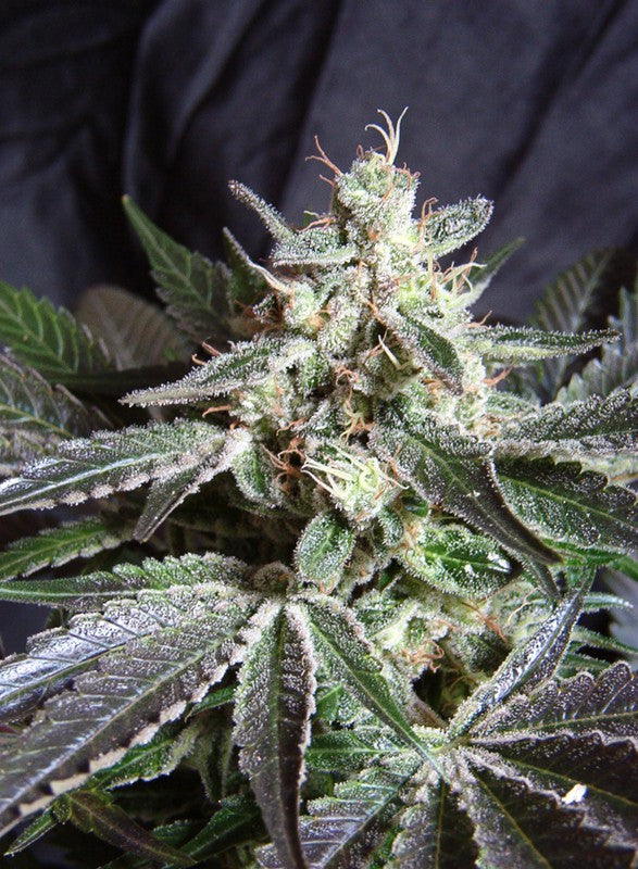 Sweet Seeds Black Jack F1 feminisiert