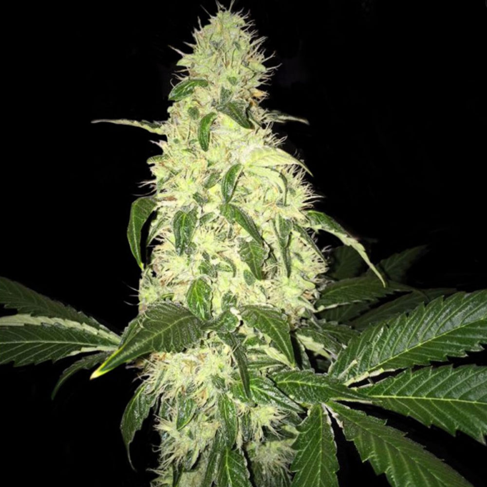 TH Seeds Afghaniberry Limited Edition Regulär