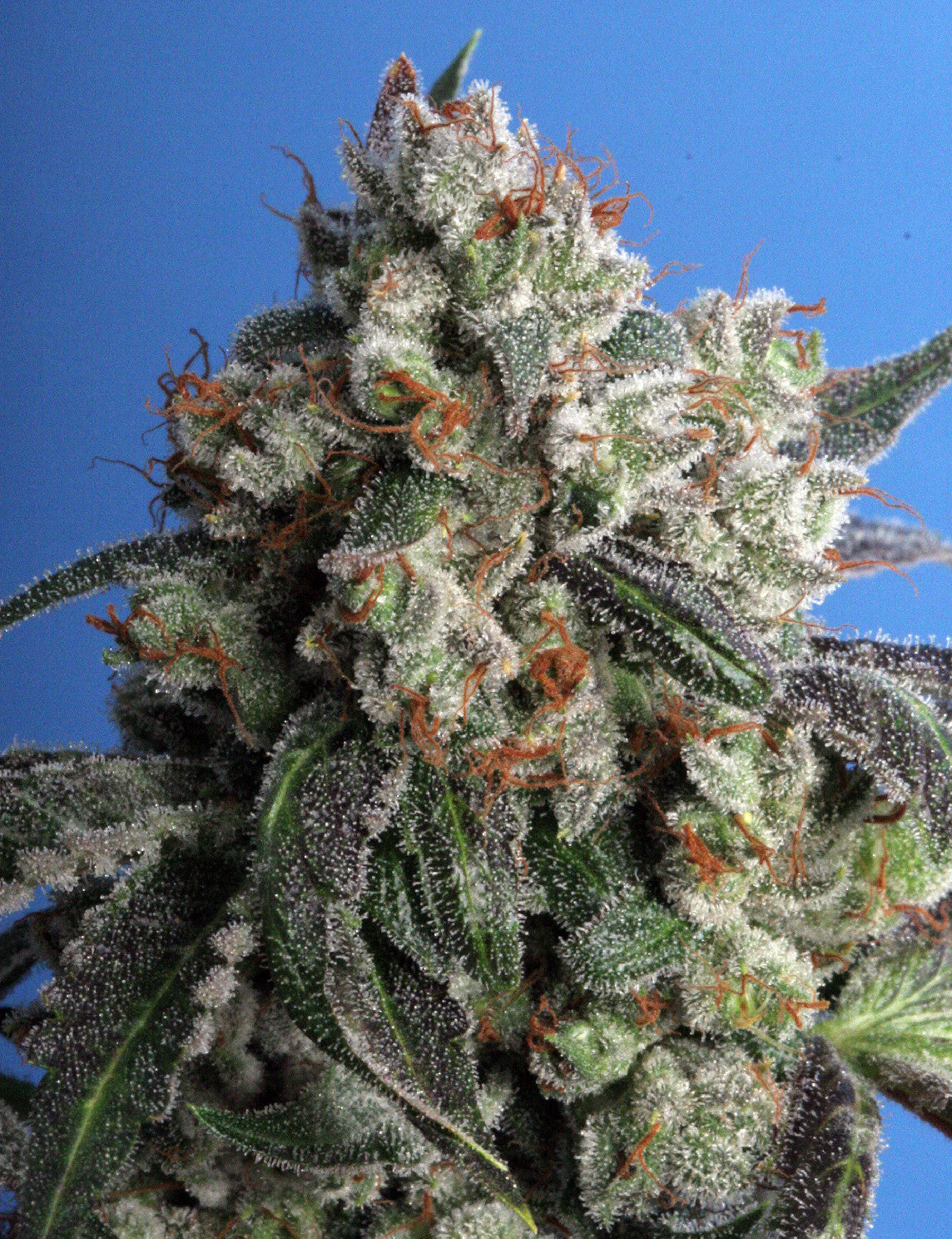 TH Seeds Burmese Kush Feminisiert