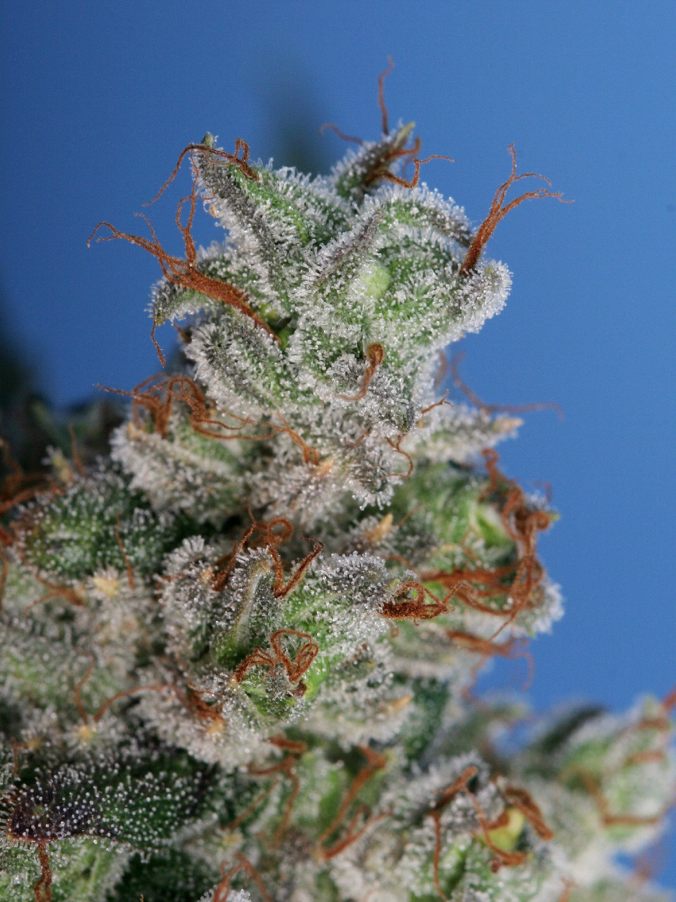 TH Seeds Burmese Kush Feminisiert