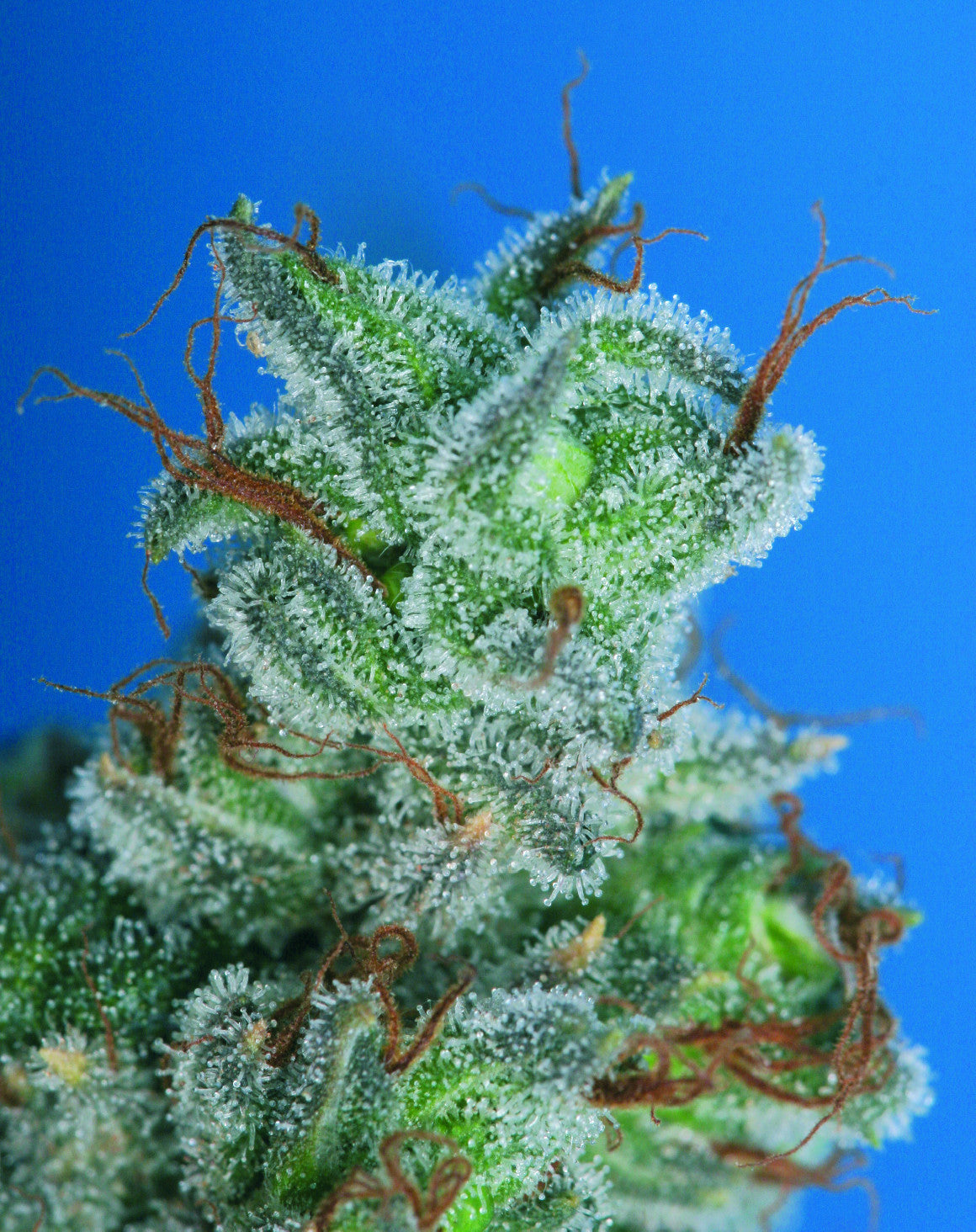 TH Seeds Burmese Kush Feminisiert