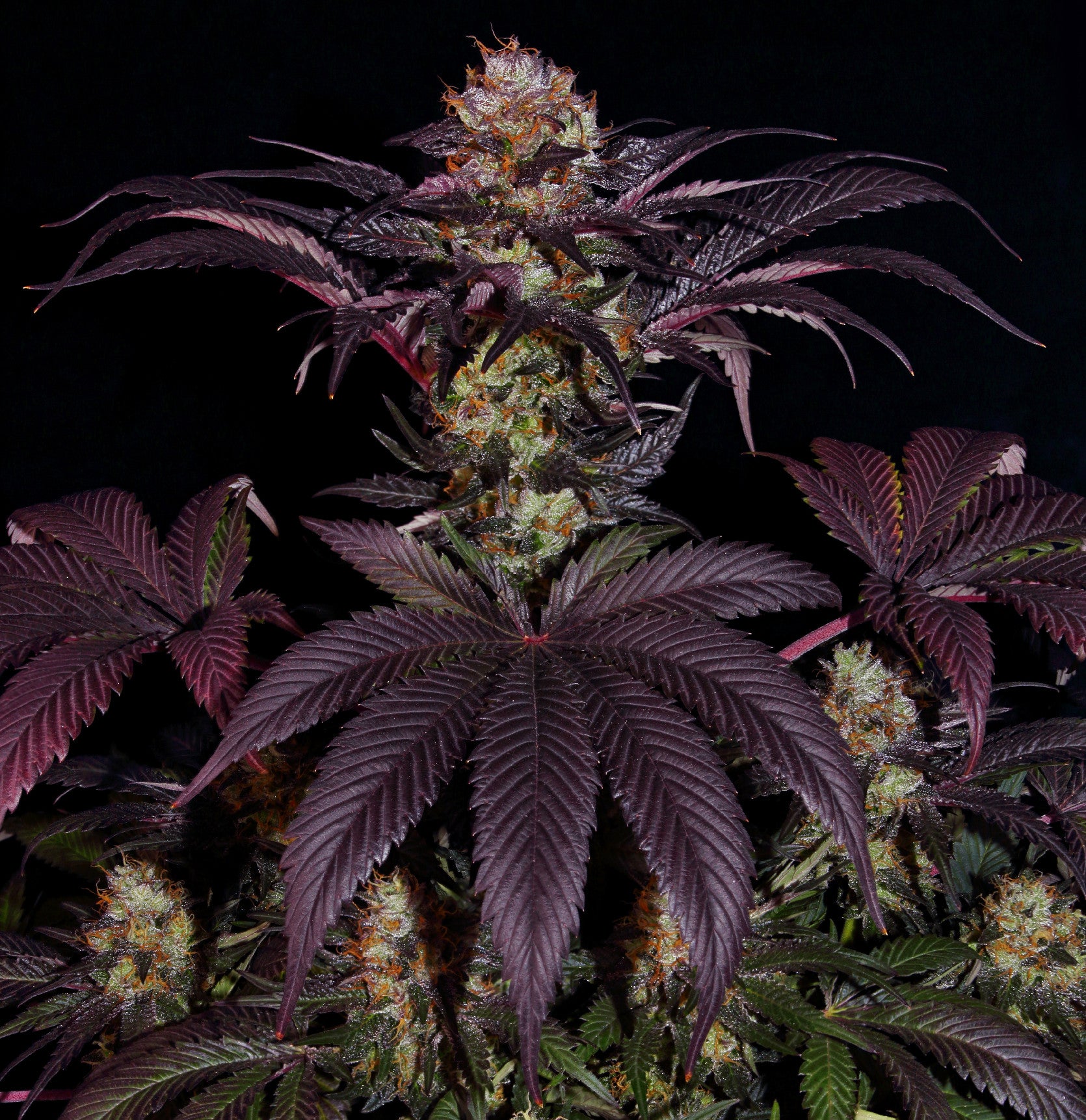 TH Seeds French Macaron (Gelato33 x French Cookies) Feminisiert