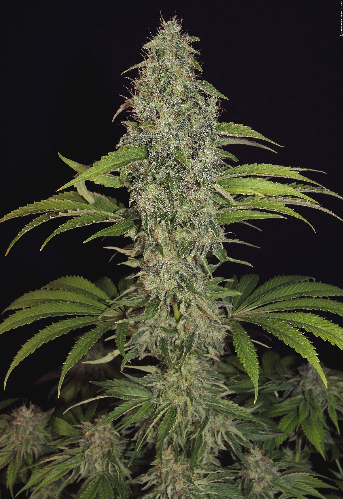 TH Seeds La SAGE CBD feminisiert