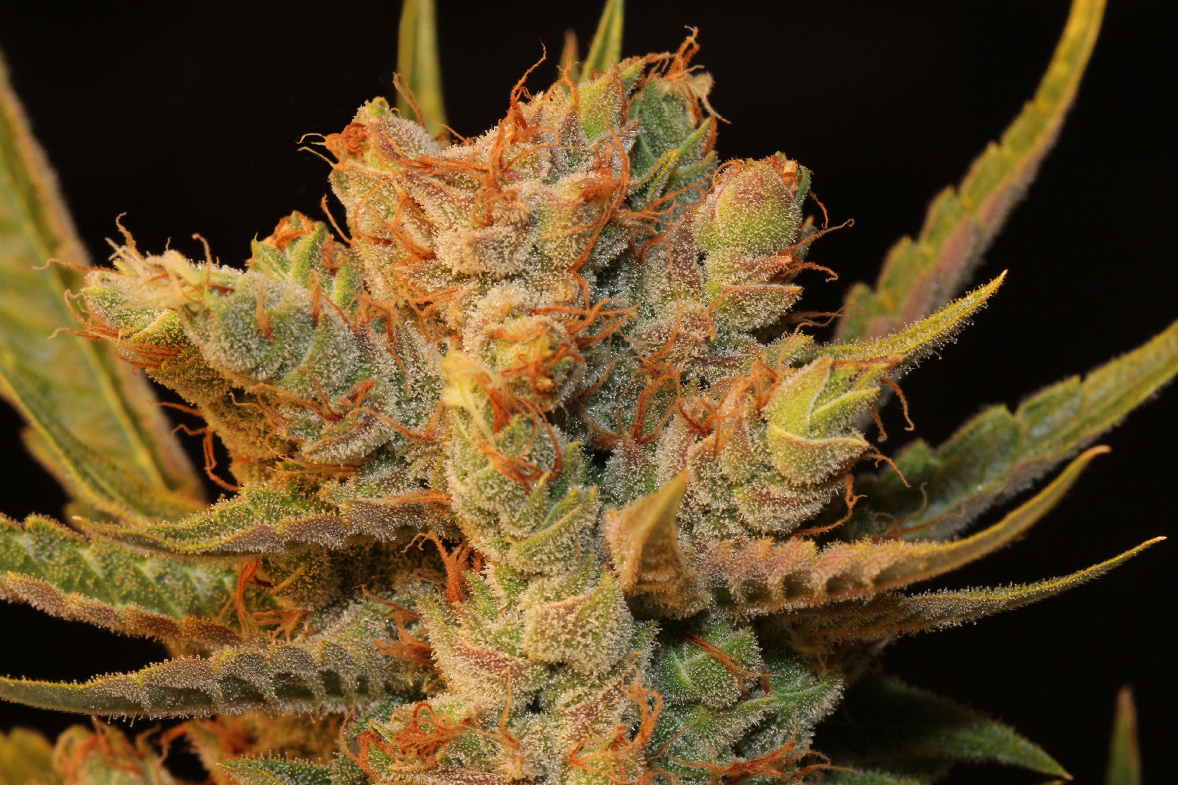 TH Seeds MK-Ultra Kush Regular