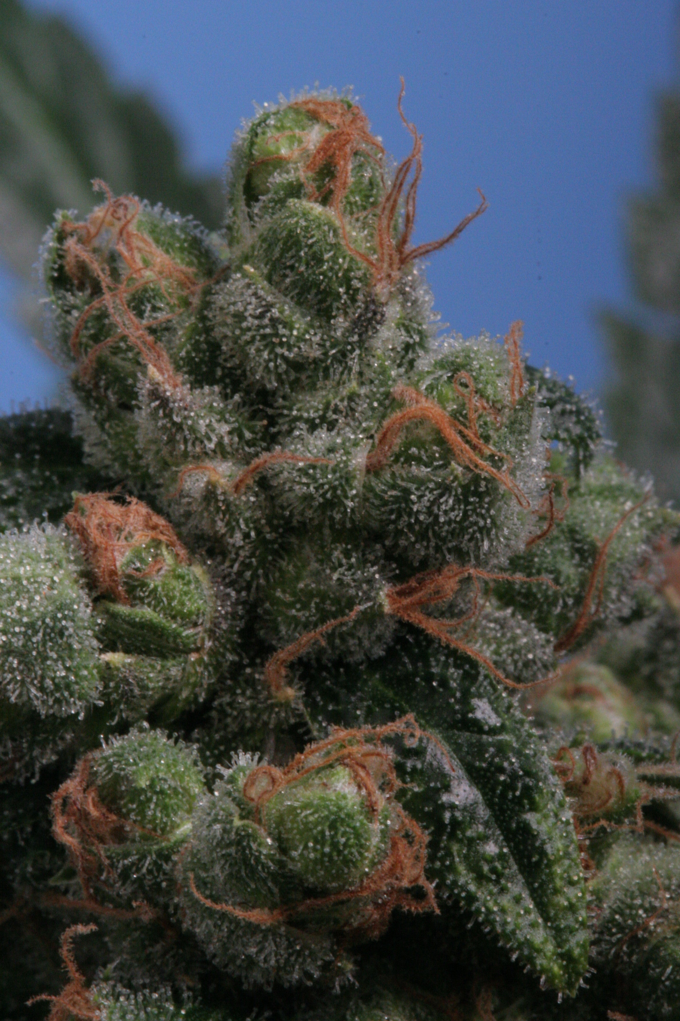 TH Seeds Sage'n Sour Regular