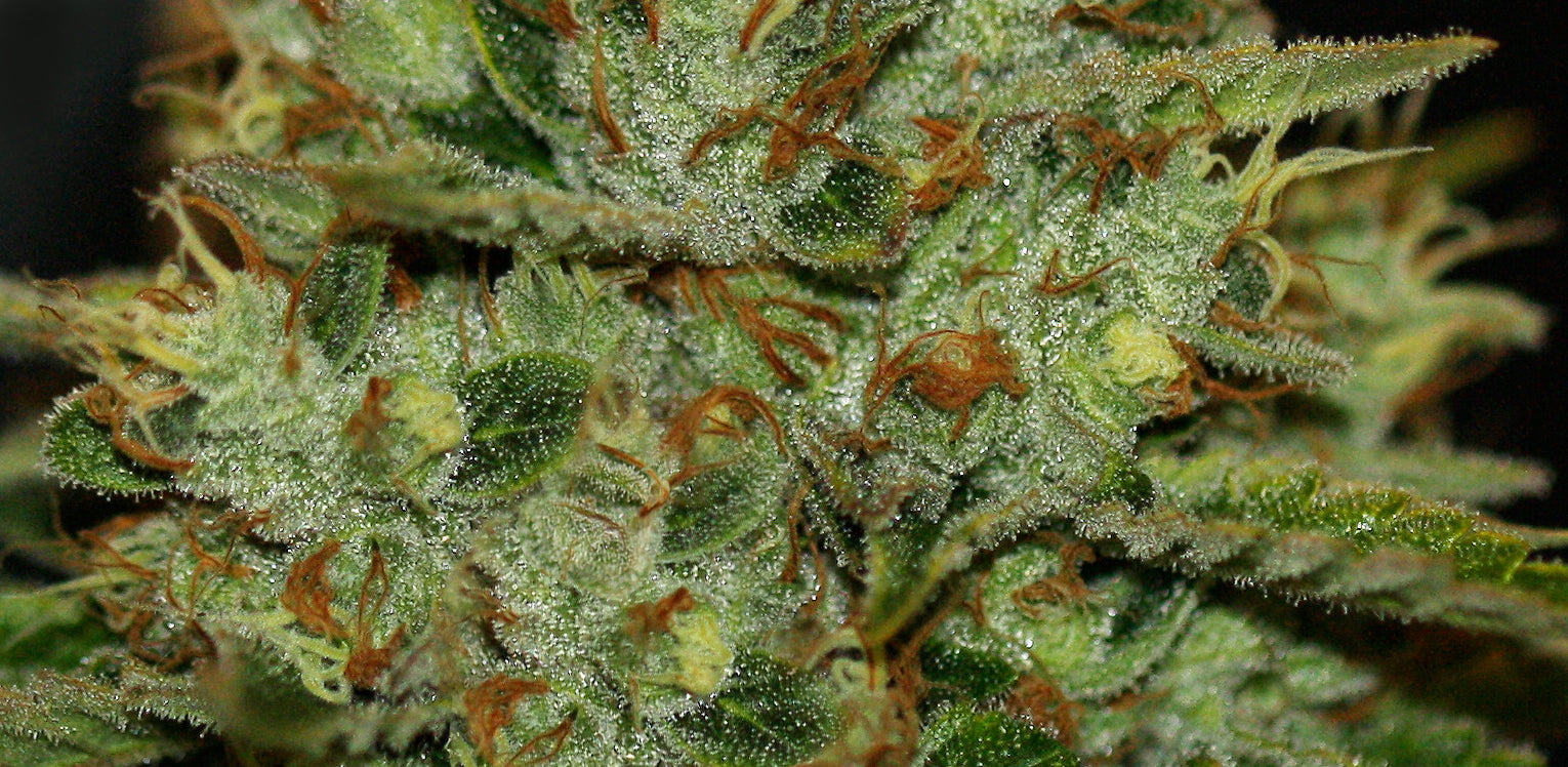 TH Seeds Wreckage Regular