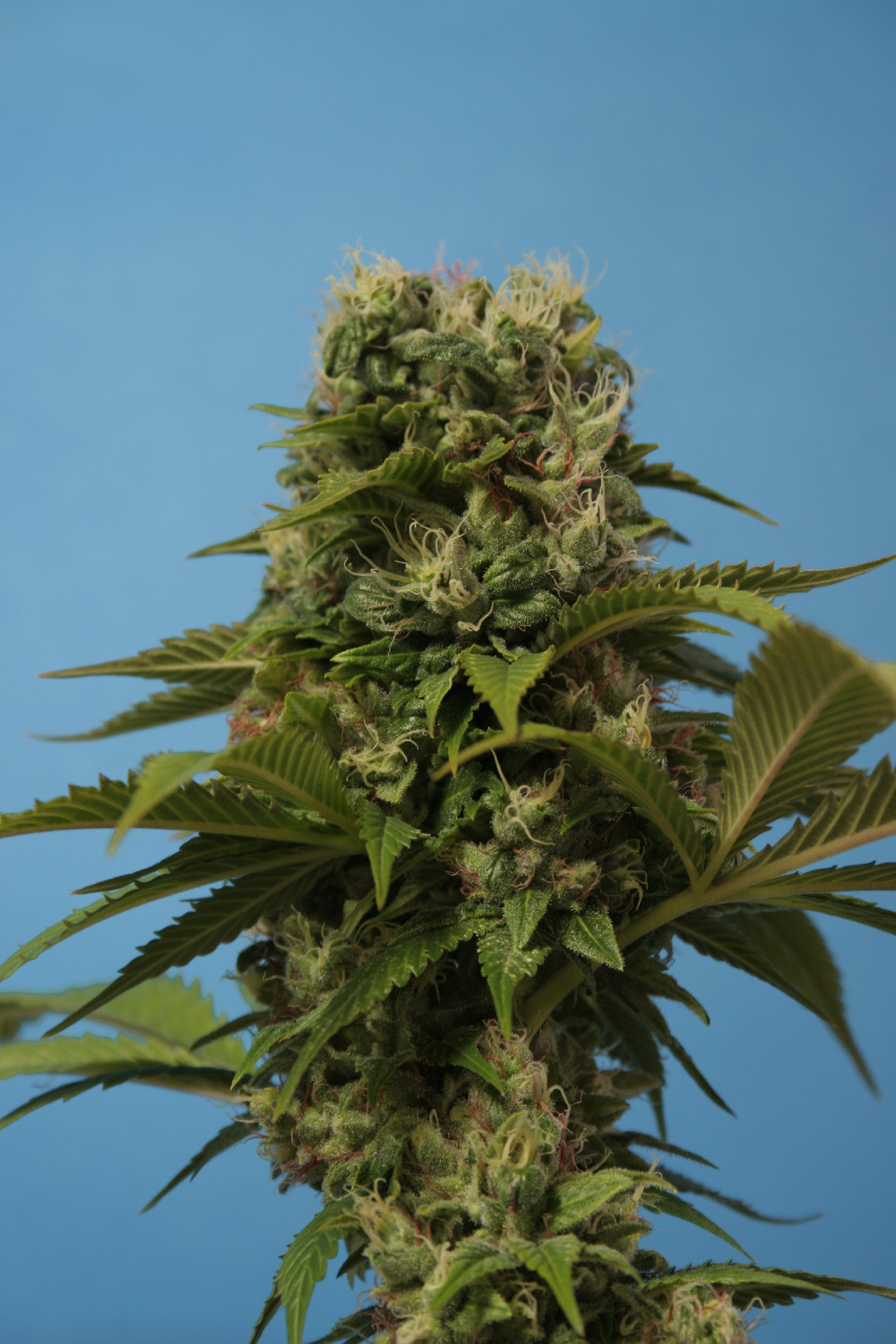 TH Seeds Wreckage Regular