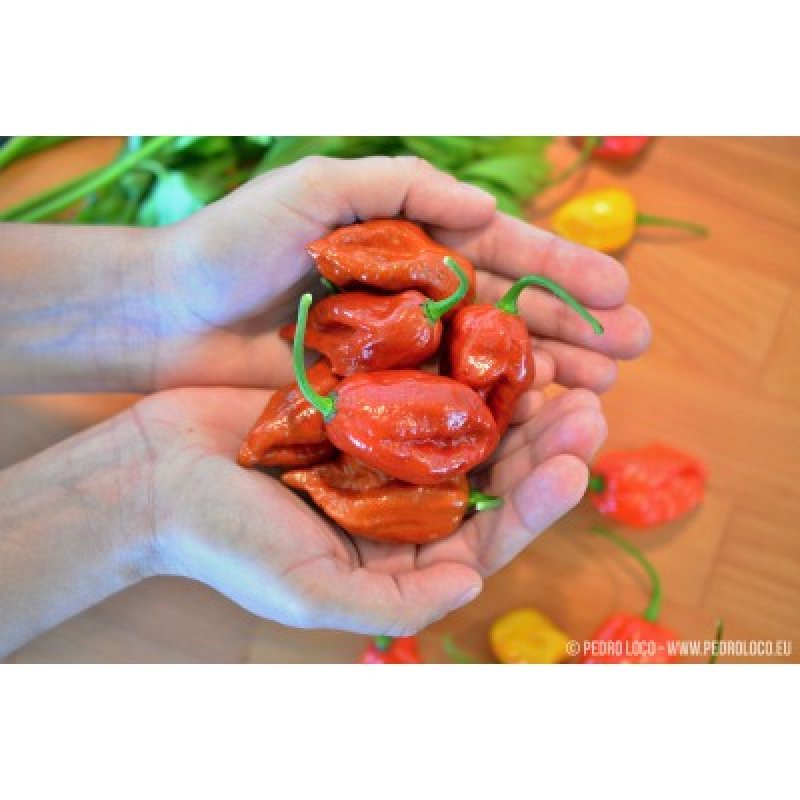 Bhut Jolokia Karamell