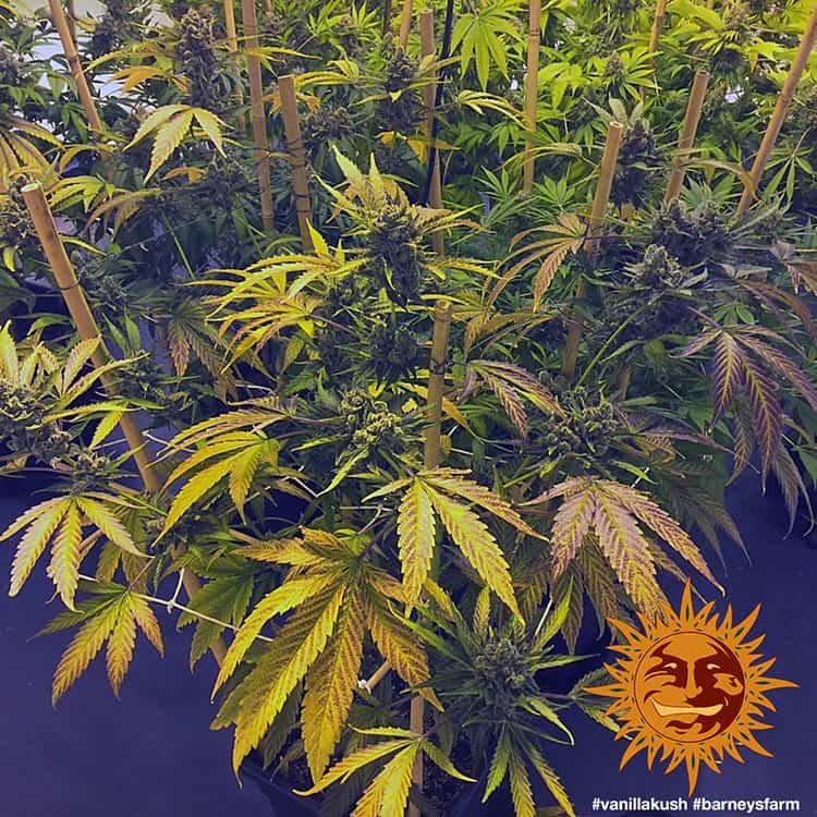 Barney's Farm Vanilla Kush Feminisiert