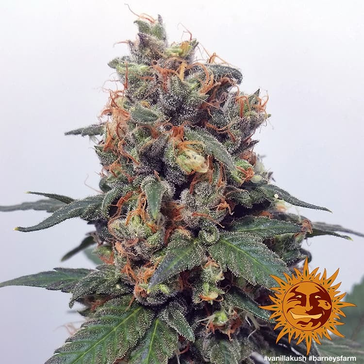 Barney's Farm Vanilla Kush Feminisiert