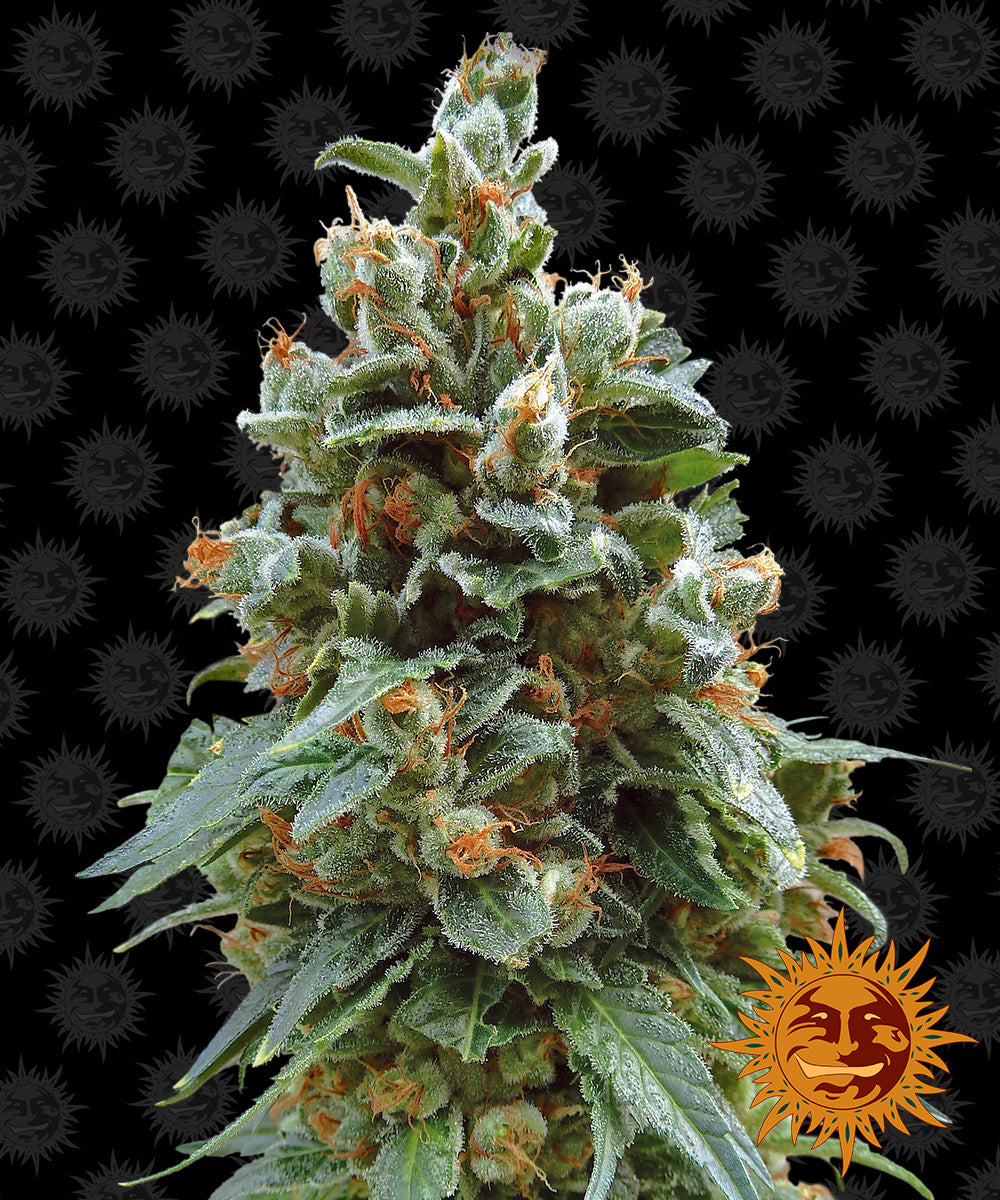 Barney's Farm Vanilla Kush Feminisiert