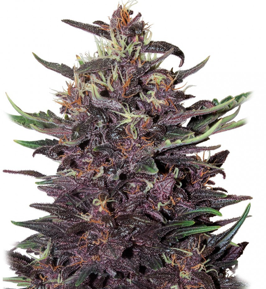 Buddha Seeds Buddha Purple Kush Auto