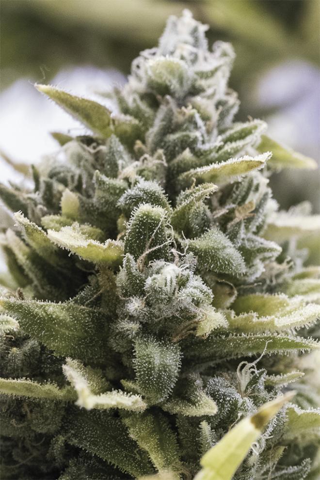 Humboldt Seeds OG Kush Auto