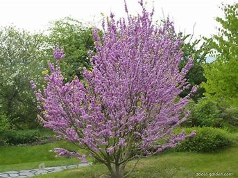 Cercis Chinensis, 10 Stk