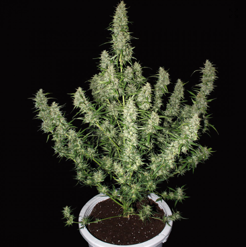 Buddha Seeds Magnum
