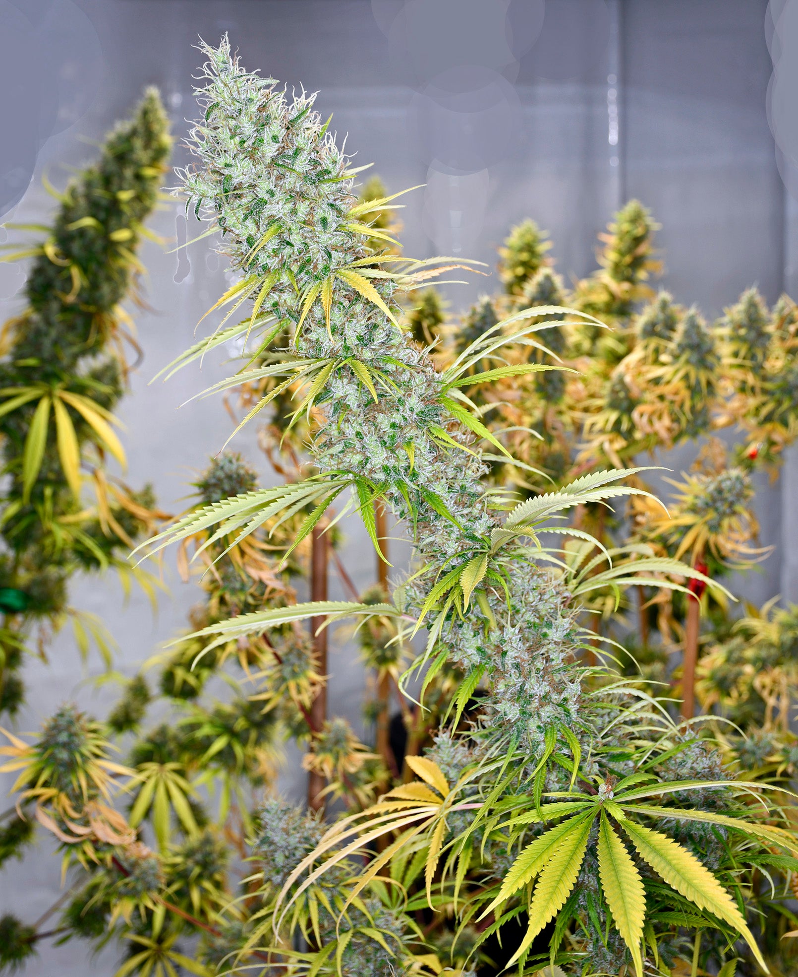 Herr. Nice Seeds Holy Smoke, Regular, 18 Stk